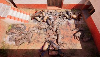 Los historiadores descubren el ritual del mayor sacrificio de animales en el Mediterráneo occidental