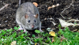 Roedores e p&aacute;ssaros: porque atacam a horta no in&iacute;cio do outono
