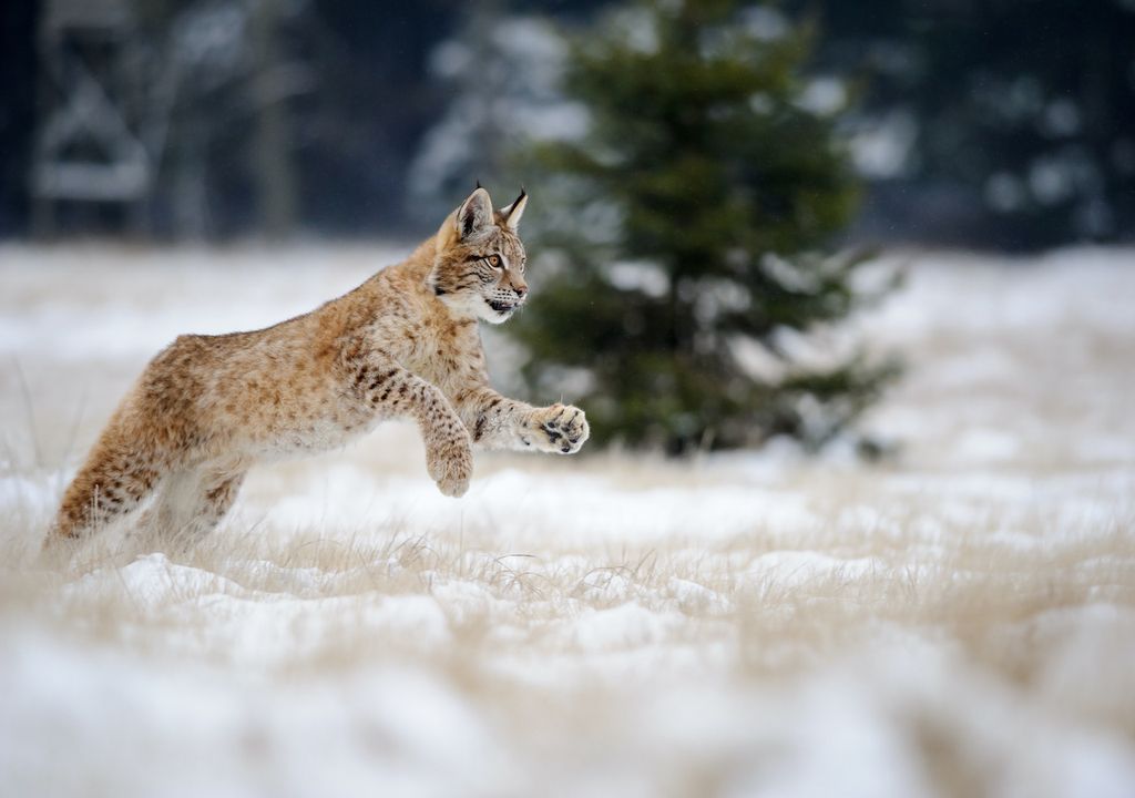 Eurasian lynx were native to Scotland, once.