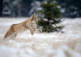 Rogue rewilding not welcome: What happened to the illegally released lynx in Scotland?