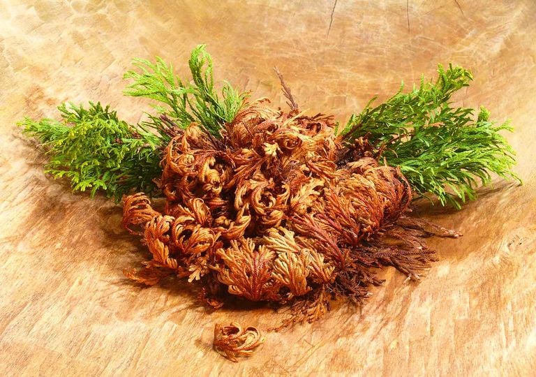 Qué es la Rosa de Jericó y su ciencia de la resurrección