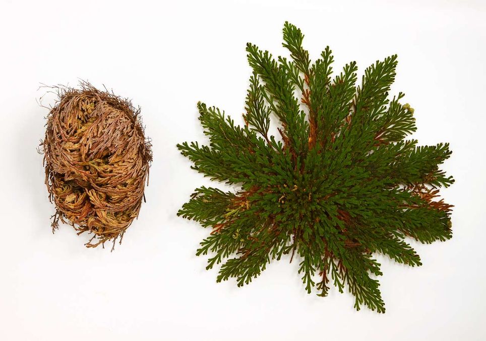 Rosa de Jericó Rosa de Jericó