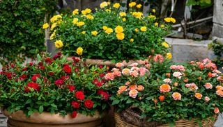 Rose in fiore anche in autunno: 10 regole per favorire una nuova fioritura dopo l'estate