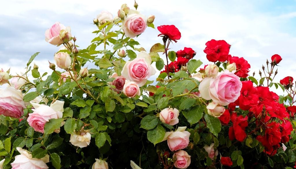 Eliminare i fiori appassiti