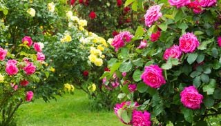 Rosen schneiden im Herbst: Wie viel R&uuml;ckschnitt vor dem Winter erlaubt und sinnvoll ist