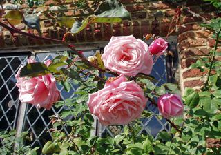 Roses and their thorns: “LONELY GUY” responsible for prickles on plants