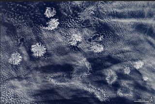 Rosetones de nubes en el cielo: las nubes actiniformes