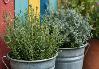 Rosmarin richtig pflanzen und schneiden: So bleiben die Zweige im Topf dauerhaft gr&uuml;n und trocknen nie aus