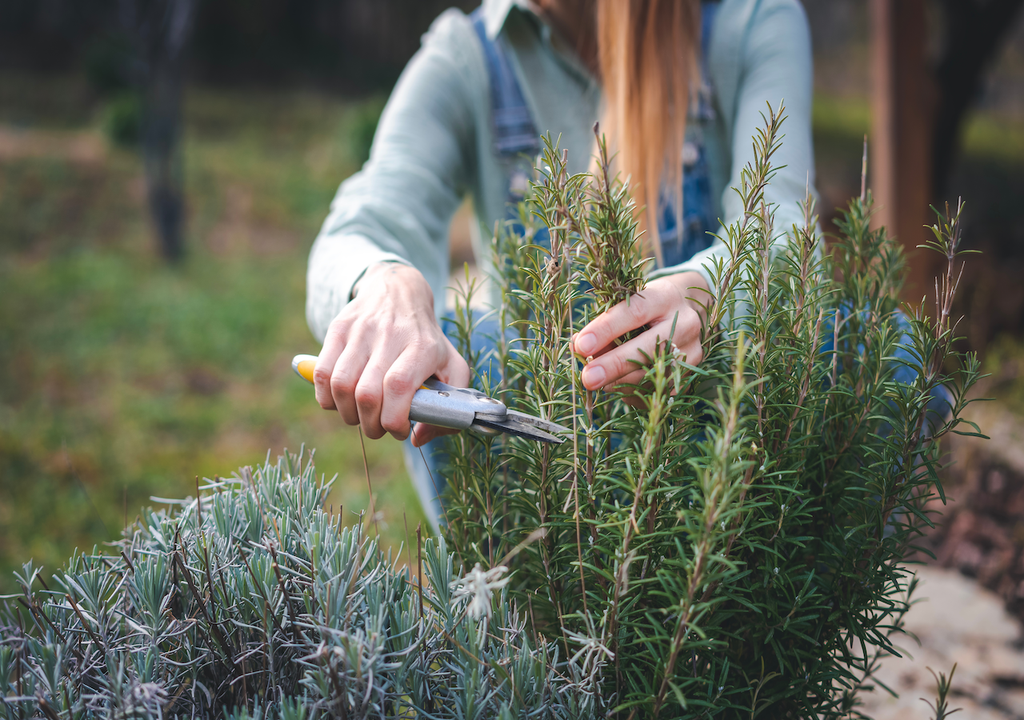 Gezielte Schnitte oberhalb eines Blattknotens fördern die Bildung neuer Seitentriebe.