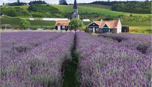 Rota da Lavanda atrai milhares de visitantes e fortalece o turismo no Paran&aacute;; veja o que visitar