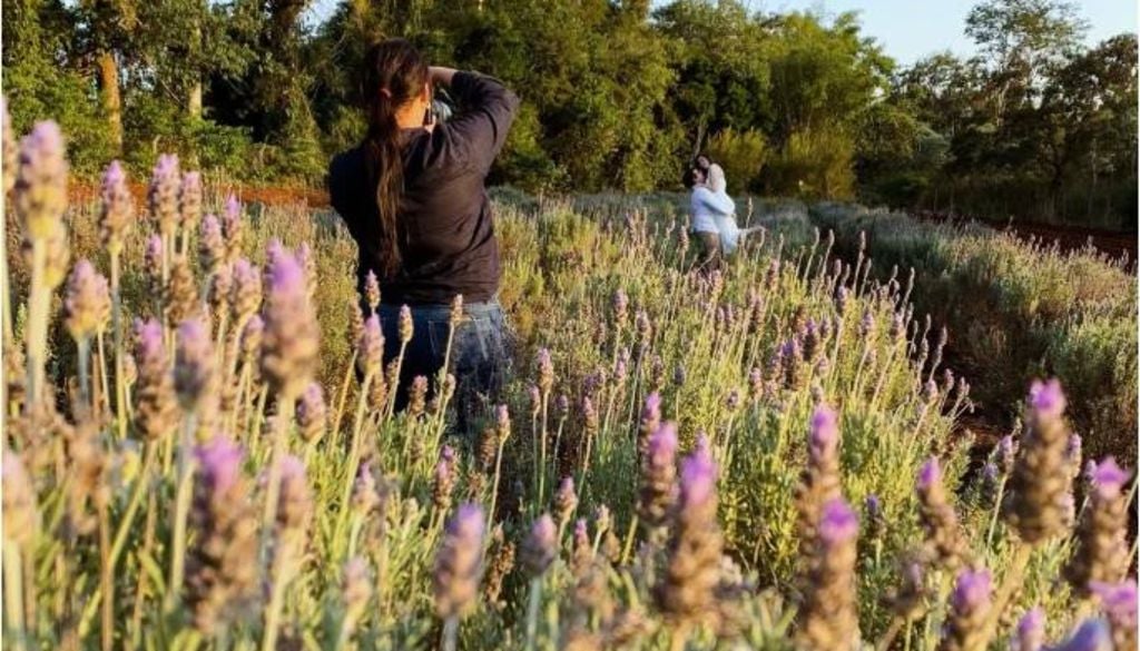 Campo de lavandas no Santa Lavanda, em Londrina (PR). Crédito: Reprodução/Redes Sociais.