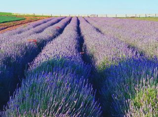 Rota da Lavanda: campos da planta atraem milhares de visitantes no Paraná; descubra a região turística