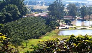 Rota tur&iacute;stica do caf&eacute; no interior de SP conecta a bebida com natureza, hist&oacute;ria e gastronomia; conhe&ccedil;a