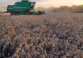Rotación de cultivos en la mira: retrocede la soja y avanzan trigo, cebada y girasol en el nuevo escenario climático