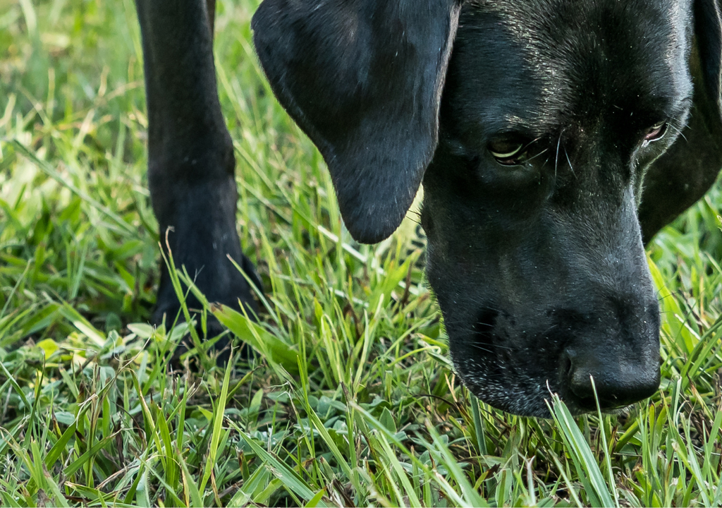 Olfato perro El entrenamiento de Roy puede marcar una nueva forma de trabajar en la ciencia, por medio del olfato canino.