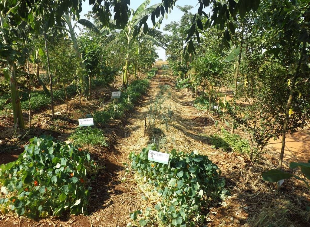 Agroflorestas ajudam na recuperação de áreas afetadas pelas enchentes em 2024 no Rio Grande do Sul. Crédito: Divulgação.