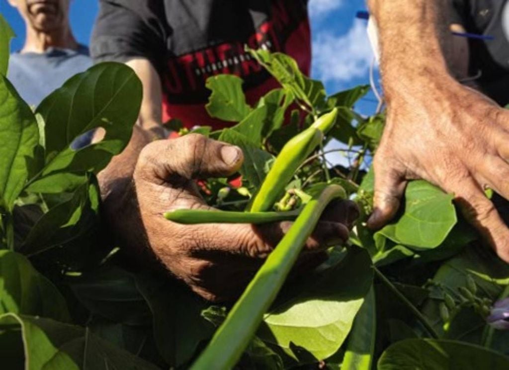 Família de agricultores de Arroio do Ouro, que teve suas terras destruídas pelas enchentes, agora tem lavoura de feijão (imagem). Foto: Fredy Vieira.