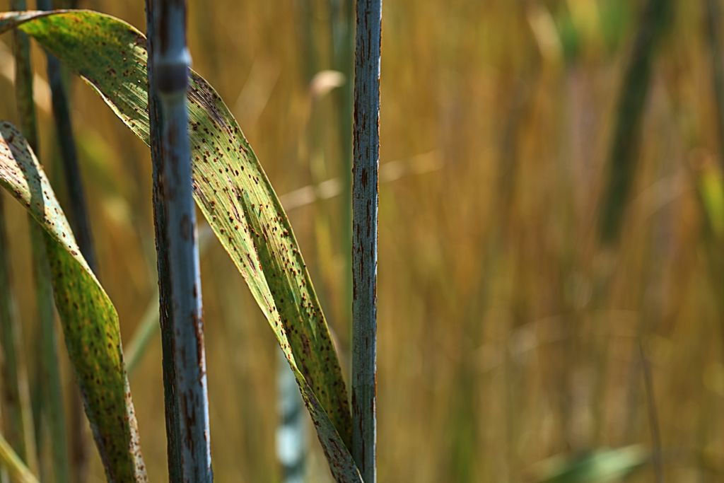 Ferrugem, doença, praga
