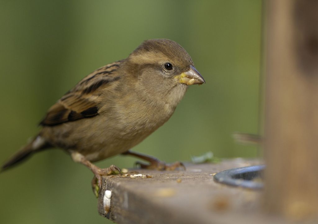 Sparrows have declined by 57% since 1979 (c)RSPB