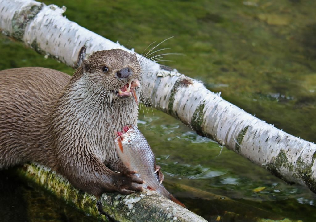 Fischotter, 15 Prozent, Körpergewichts, Krabben, Fischen, Amphibien