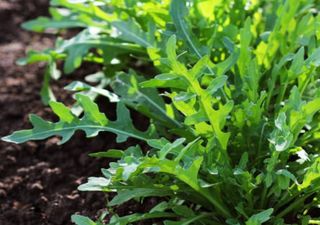 Rúcula: um alimento funcional que pode cultivar em casa