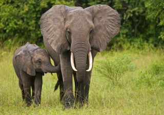 Verrückte Studie: Ist die Evolution des Elefantenrüssel ein Zeichen für den Klimawandel?