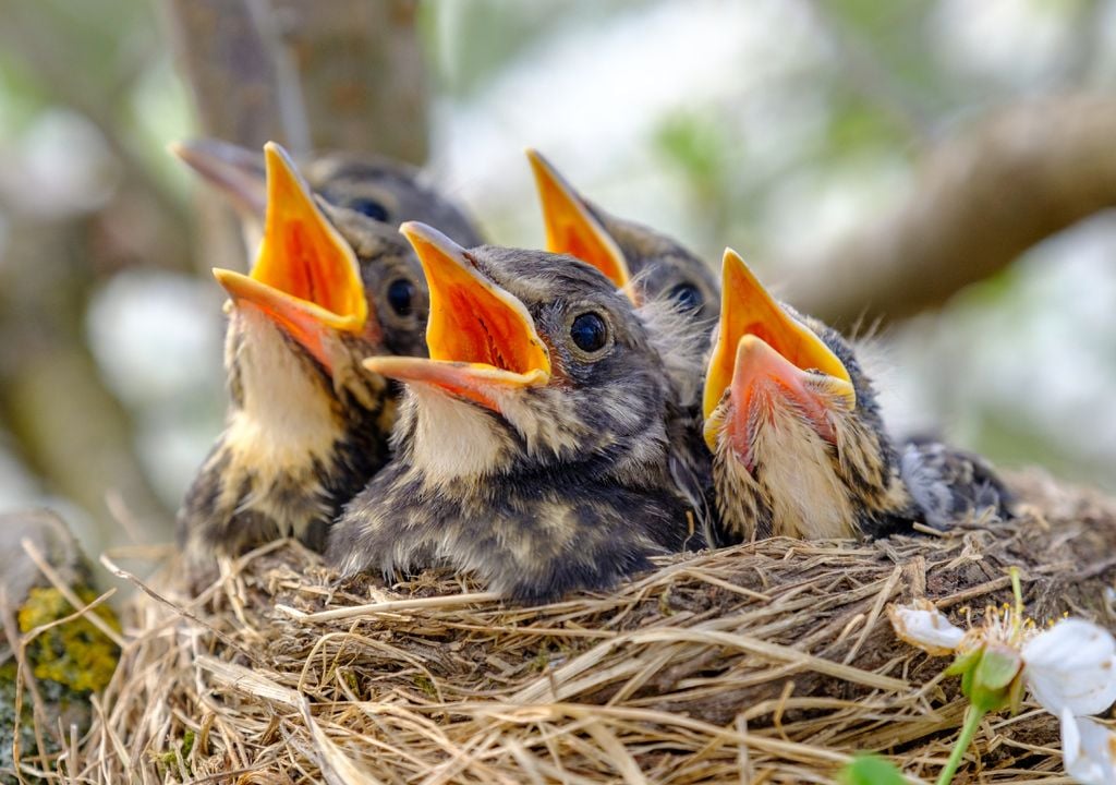 grupo de polluelos den el nido