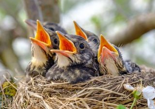 Ruído humano tem implicações nos pássaros recém-nascidos