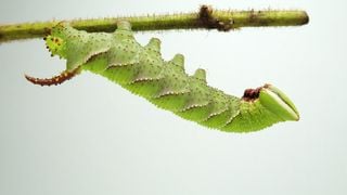 Los ruidos que ahuyentan a los depredadores potenciales puede ser una defensa s&oacute;lida de ciertos animales