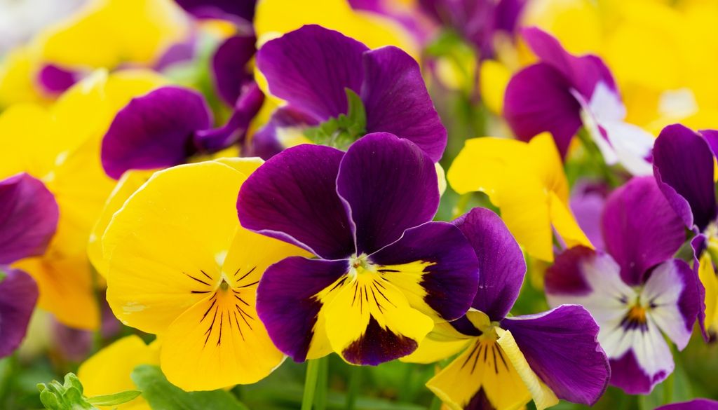 plantas Resistentes al frío y muy floríferos, pensamientos y violas son un clásico de los jardines invernales.
