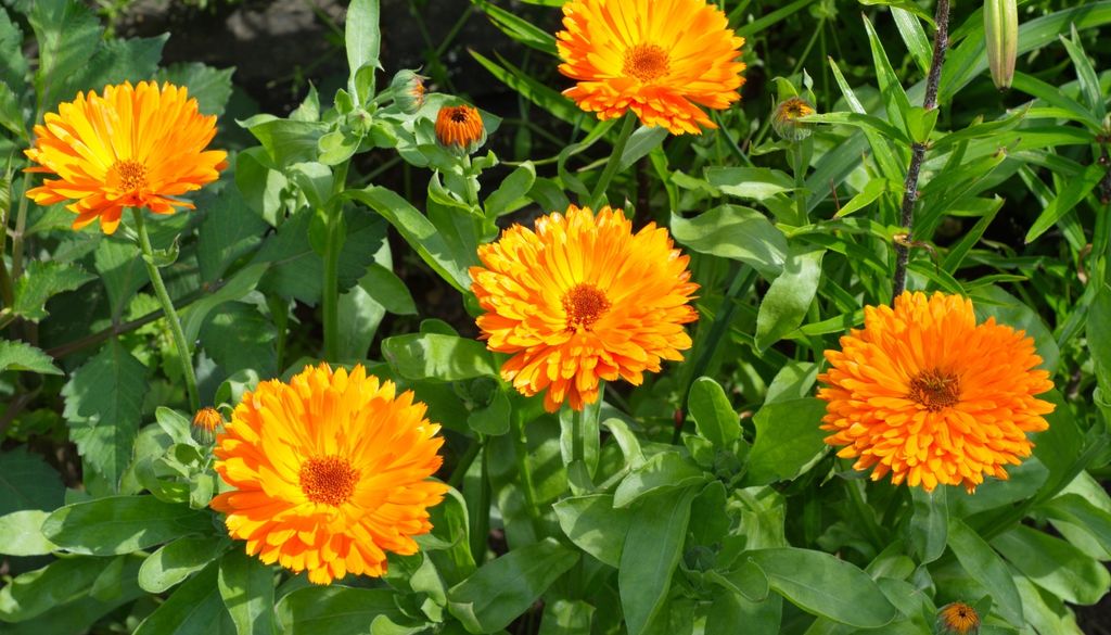plantas Sus flores anaranjadas y amarillas iluminan los canteros mientras favorecen la presencia de insectos beneficiosos.