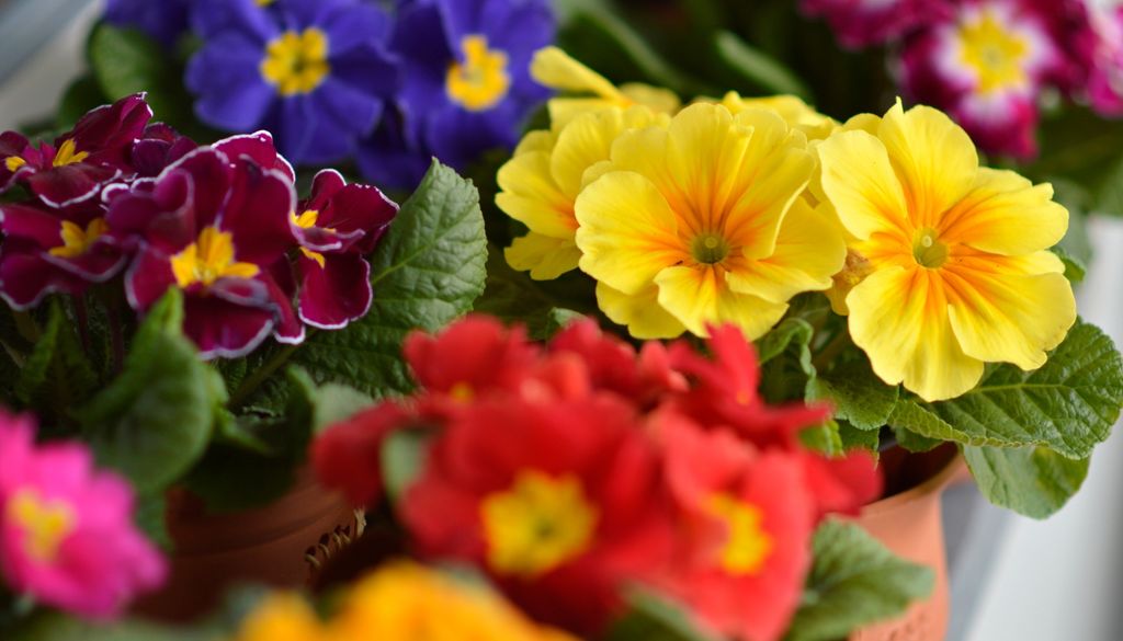 plantas También conocidas como primaveras, florecen muy bien en lugares frescos y con media sombra.