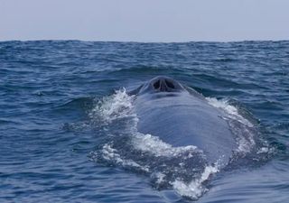 Investigación pretende esclarecer rutas de las ballenas fin y azul en costas chilenas 