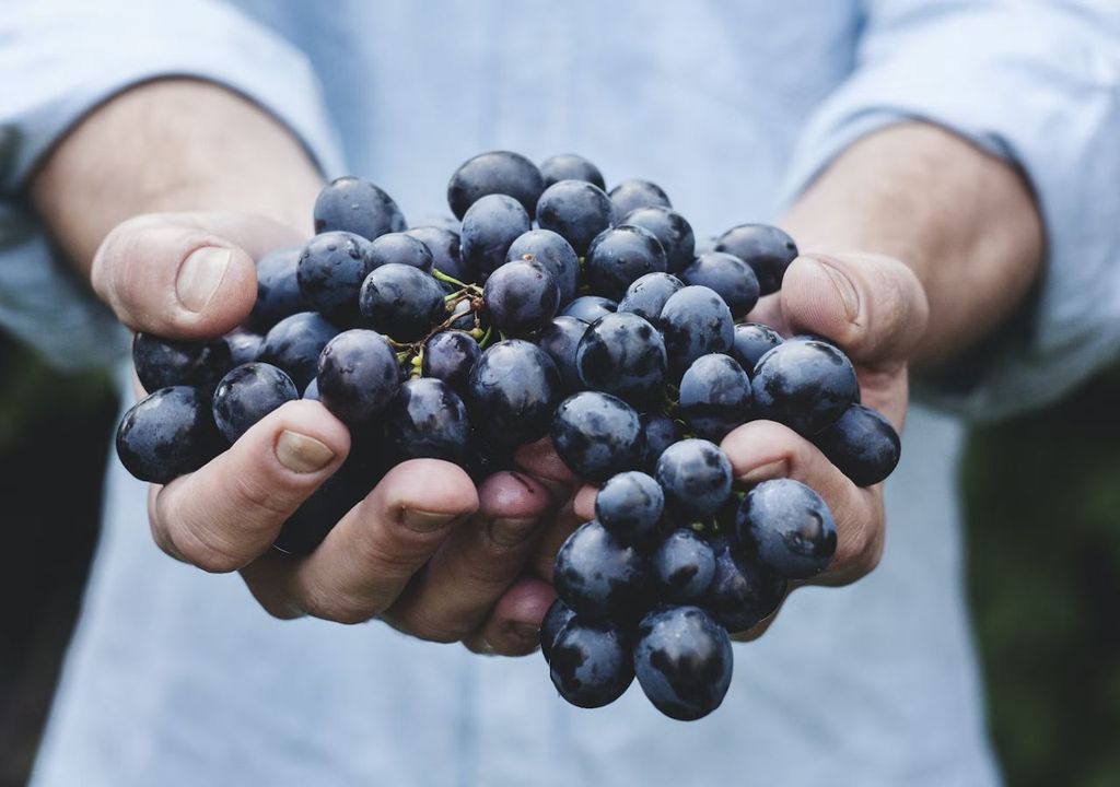 bodegas para hacer la ruta del vino en Mendoza Argentina bodegas para hacer la ruta del vino en Mendoza Argentina