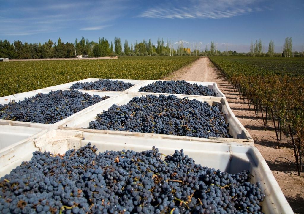cuando es la mejor época para hacer la ruta del vino en Mendoza cuando es la mejor época para hacer la ruta del vino en Mendoza