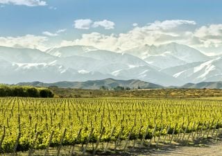 Ruta del vino de Mendoza, un imperdible para disfrutar de esta bebida nacional