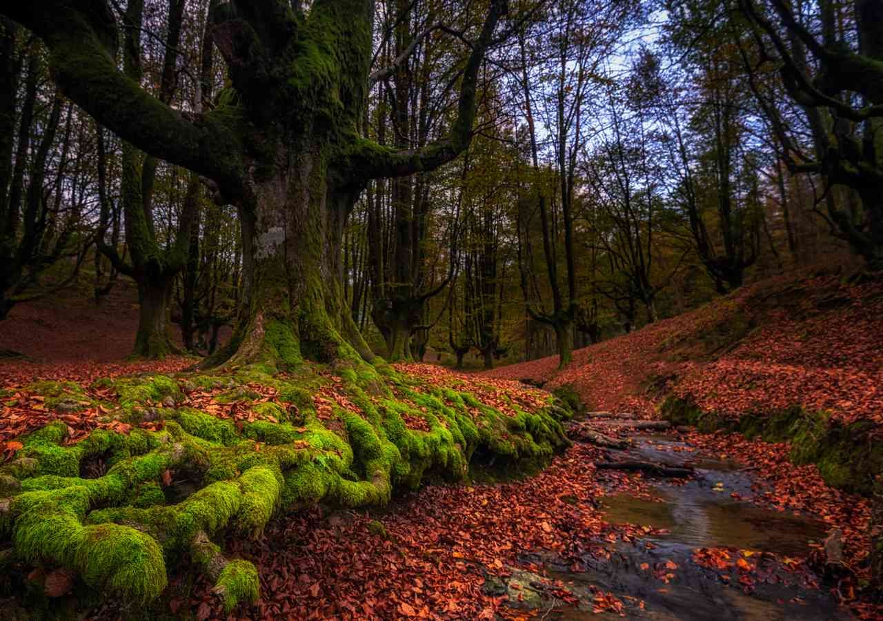 Recorrido de misterio por un bosque para conocer historias de