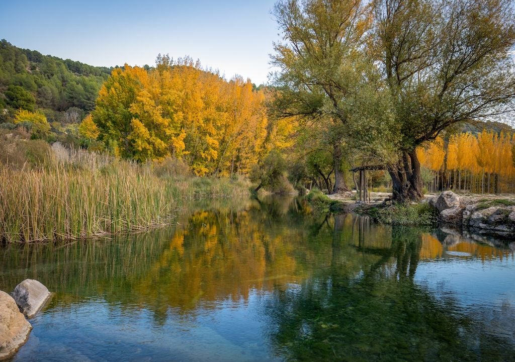 Bosque Encantado de Higueras