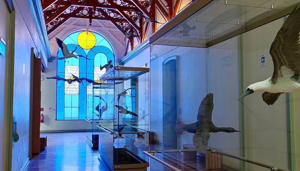 Museo de Historia Natural de Valparaíso. Colecciones del Museo de Historia Natural de Valparaíso.
