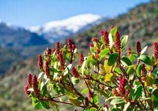 5 rutas de trekking y cerros con microclimas para escapar del calor en Santiago