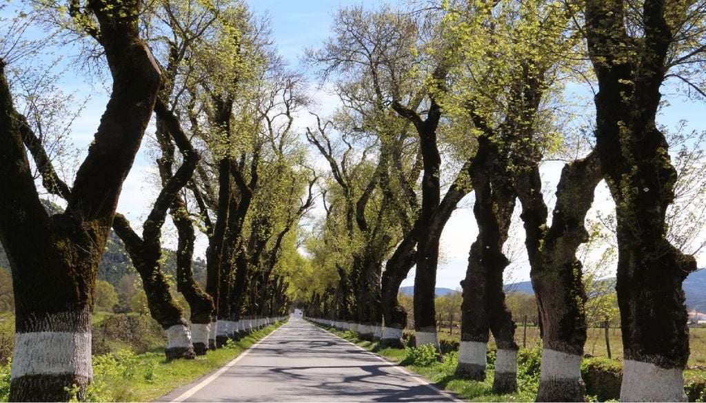 Túnel das Árvores Fechadas de Marvão Tente adivinhar onde fica esta paisagem rodoviária, considerada uma das mais belas do país. Foto: Município de Marvão