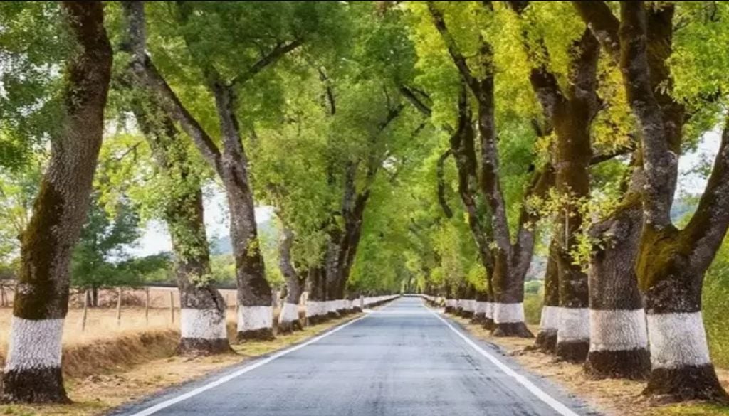Túnel das Árvores Fechadas de Marvão No verão, a sombra contínua dos freixos cria um abrigo natural que protege viajantes do calor intenso do Alentejo. Foto: Município de Marvão