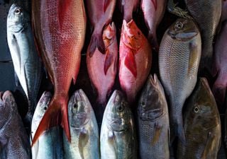 Os peixe mais saudáveis vendidos em Portugal: quais comer e como evitar o risco do mercúrio