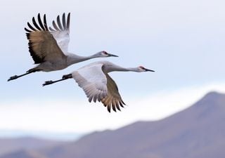 Sabia que a forma das asas das aves influencia a biodiversidade das ilhas? Eis o que dizem os cientistas