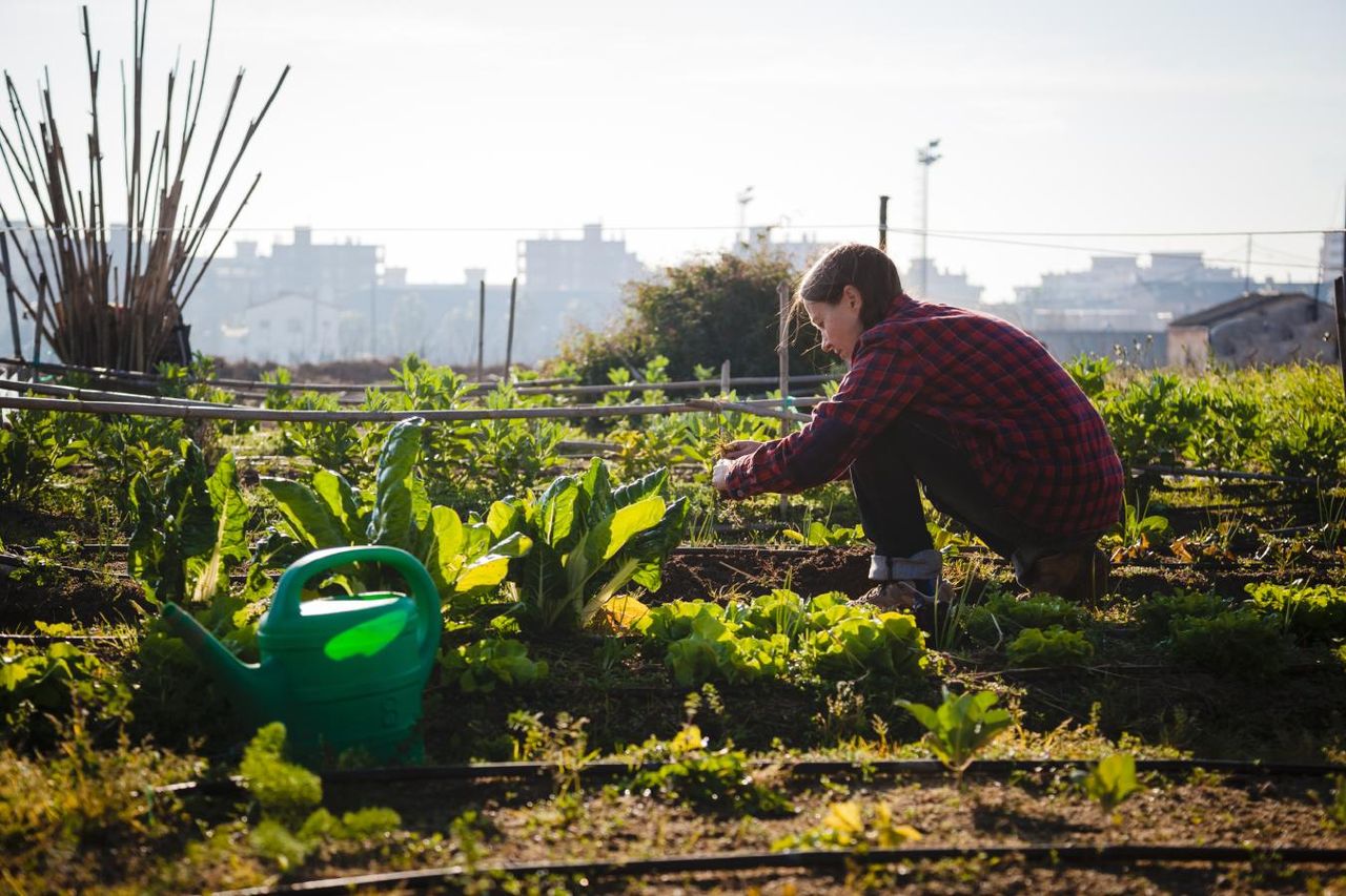 Além de reduzir as emissões de carbono e a melhorar a qualidade do ar e da água, a jardinagem urbana traz um conjunto de outros benefícios.