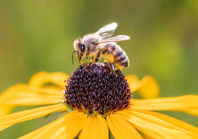 Did you know that flowers have a secret power to attract pollinators?
