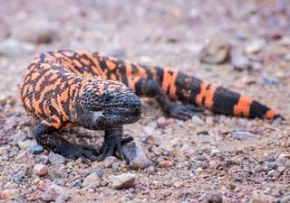 ¿Sabías que el famoso medicamento para la diabetes Ozempic se creó a partir de los genes de un lagarto?