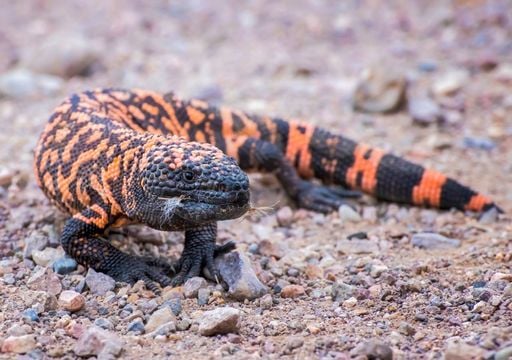 Did you know that the famous diabetes medicine, Ozempic, is created from the genes of a lizard? Did you know that the famous diabetes medicine, Ozempic, is created from the genes of a lizard?