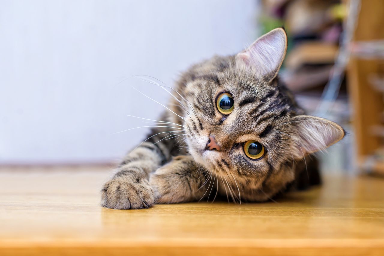 Apesar de pouco frequente, o seu felino pode contrair gripe aviária, por isso, deve saber que medidas deve adotar para o proteger.