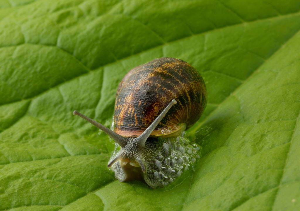 caracol